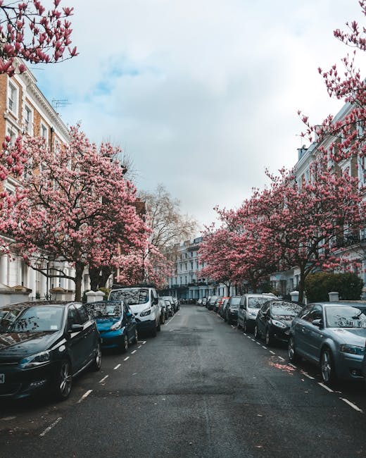 A residential street lined with parked cars on both sides, with a variety of compact and mid-sized vehicles in shades of black, silver, white, and blue. The street is flanked by elegant, multi-storey Victorian-style terraced houses featuring brick facades, white window frames, and decorative cornices. Prominent in the scene are several cherry blossom trees in full bloom, with pink flowers covering their branches and extending over the parked cars and the pavement, creating a vibrant canopy. The trees are situated along the front gardens and pavements of the houses, their blossoms adding a splash of colour against the clear, partly cloudy sky. The lighting suggests daytime, with diffused natural light illuminating the scene evenly. The image reflects a peaceful urban environment typical of an affluent neighbourhood, where private waste collection services like Waste Collection Kensington may be employed for rubbish removal and alternative waste handling, especially during seasonal periods when outdoor cleaning or garden waste disposal occurs. The overall atmosphere is calm, with no visible waste or rubbish accumulation present in the scene.